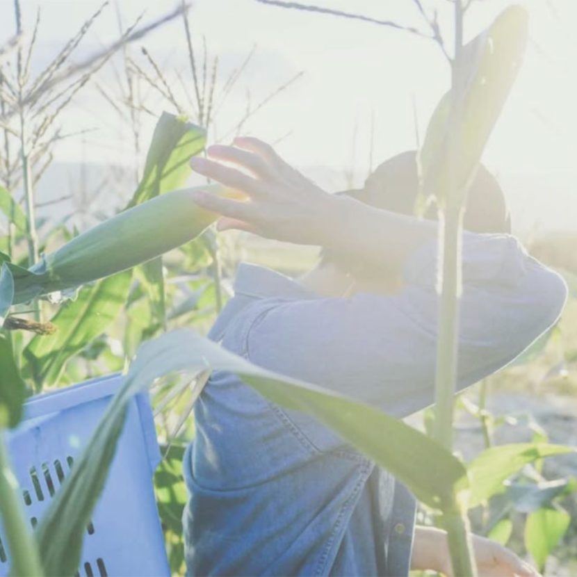 八ヶ岳から広がる“農の縁”。ハマラノーエン、15年目の夏。